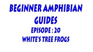 Introducing Series  Episode 20  Whites Tree Frogs Litorea caerulea [upl. by Home]