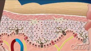 What is skin The layers of human skin [upl. by Fernando]