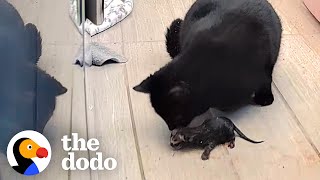 Pregnant Street Cat Gives Birth On Nanny Cam  The Dodo [upl. by Atsyrt1]