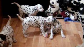 dalmatian puppies 45weeks  playing with adults [upl. by Delora]