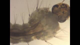 Larva de Aedes aegypti [upl. by Fin401]