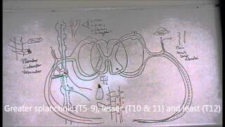 Anatomy of sympathetic nervous system  part 2 [upl. by Jannel]