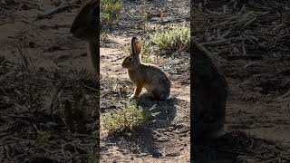 The desert cottontail also known as audubon’s cottontail rabbitsworldwideDesertAnimals Rabbits [upl. by Terchie276]