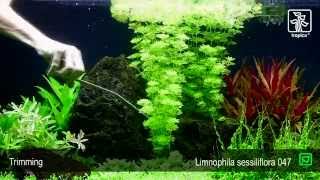 Limnophila sessiliflora [upl. by Horvitz138]