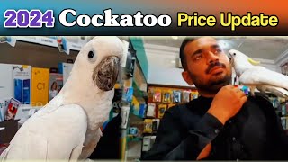 Umbrella cockatoo Interview  Umbrella cockatoo price in pakistan [upl. by Birdt]