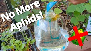 How I Keep Aphids from Taking Over My Garden amp Aphid Mummies [upl. by Airemaj]