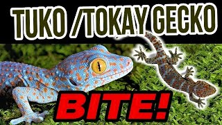 TUKO  TOKAY GECKO BITE  Ver Villanueva [upl. by Leola]