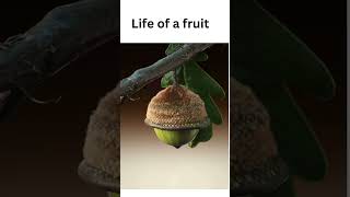 Development of a fruit fruit 🍓❤️🌄life generation ai [upl. by Kcam]