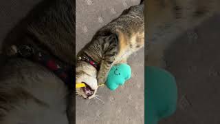 Tabby cat plays with her favourite Christmas toy [upl. by Rosie]