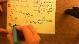 Parkinsons Disease and Antiparkinson Drugs Part 3 [upl. by Ivett]