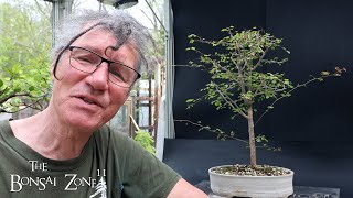 Pruning My Bloodwood Linden and Buckthorn Tree The Bonsai Zone May 2024 [upl. by Myrtia]