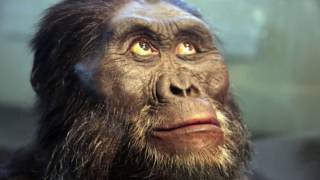 Is quotLucyquot the Australopithecine an ApetoHuman Transition updated [upl. by Mehalek]