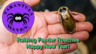 Raising Feeder Roaches Happy New Year [upl. by Trista]