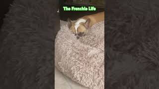 The Frenchie Life frenchbulldog frenchie Hard Knock Life [upl. by Lada]