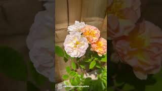 Old rambling rose “ghislaine de feligonde” watch my review now gardenerben [upl. by Liamsi]