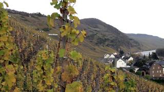 Tour Ürziger Würzgarten Vineyard with Winemaker Ernst Loosen [upl. by Eugilegna]