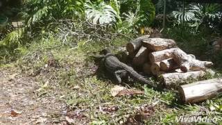 Goannas mating [upl. by Anohr483]