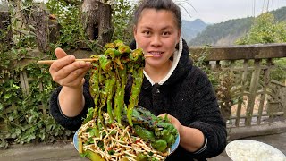 今天用一盆折耳根和辣椒做成凉拌吃个够 Eating Houttuynia cordata and chili peppers today [upl. by Yllas230]