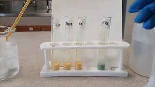 Year 8 Effect of Lipase on Milk [upl. by Enelam118]