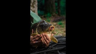 The estate lake carp fishing in France 🇫🇷 [upl. by Darby]