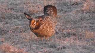 Greater Prairie Chickens on Booming Grounds in Central Wisconsin [upl. by Isadore]