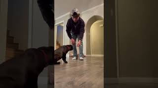 Day 4 on obedience training with hemi subscribe for more fypage dogs dogtraining viralvideo [upl. by Nelleus942]