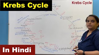 Krebs Cycle in Hindi  Citric Acid Cycle  TCA  Tricarboxylic Acid Cycle  Nursing Lecture [upl. by Sammie]