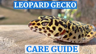 Leopard Gecko InDepth Care Guide [upl. by Aiblis]