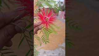 Calliandra flowering plantbeautiful Calliandra flowering plantcalliandra flower gardenytshots [upl. by Trevethick810]