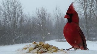 Hungry birds in a spring snowstorm [upl. by Finnie]