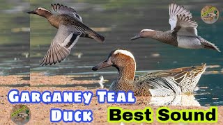 Garganey teal duck best sound  Garganey teal ki awaz  Garganey teal ducks new call sound [upl. by Gerrald489]