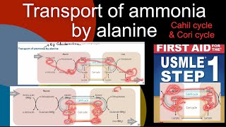 Transport of ammonia by alanine  Chahill cycle  Cori cycle in HindiUrdu by first aid for step 1 [upl. by Lledyl]