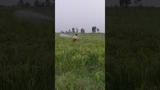 Rice pesticide application account unfrezzmyaccount punjabi farming [upl. by Ellerrad]