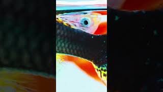 Why Are Guppies So Popular The Most Popular Fish in the World 🌟  Aquarium MustHave guppy fish [upl. by Ahsiad]