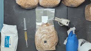 How to incoulate a grain spawn bag with spores or liquid culture [upl. by Netsirhk226]