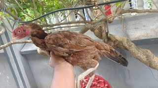 ఒరిజినల్ రేజా పిల్లలు 81253 53107 reza aseel reza chicks khrfarms [upl. by Eimak]