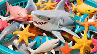 Sea Animals Review Shark puffer Starfish Clown Tang Eel Gold fish Sea Horse Dolphin LIVE 18 [upl. by Fariss]