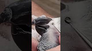 Rhinolith African Grey Parrot Nose Picking parrot fyp [upl. by Harelda]