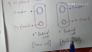 CONJUGATION IN Ecoli BACTERIA  BY PHANINDRA GUPTHA [upl. by Zsuedat]