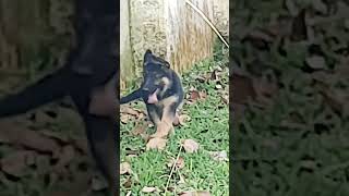 Top notch bloodline showline the best of its kind German Shepherd puppy [upl. by Mady856]