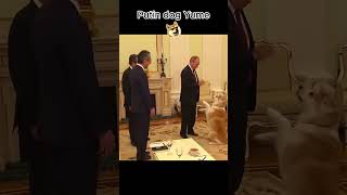 Putin dog putin dog doglover [upl. by Rebecka]