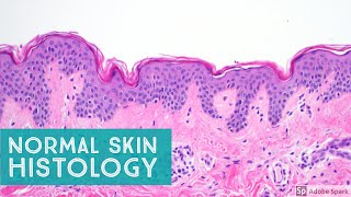 Normal Skin Histology  Explained by a Dermatopathologist [upl. by Delp]