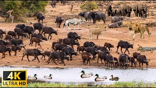 4K African Wildlife Aberdare National Park Kenya  Scenic Wildlife Film With Real Sounds [upl. by Larrie]