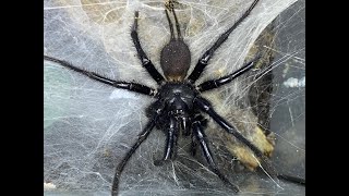 Macrothele gigas Giant Japanese Funnel Web pairing Part 2 [upl. by Alyose]