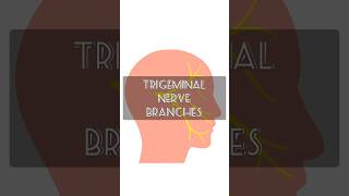 Trigeminal Nerve Branches [upl. by Mont]