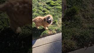 Wheaten Terrier Puppy 🐶 Owen [upl. by Yemorej]