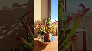 Sarracenia Leucophylla плотоядные растения carnivore carnivorous plant ботаника [upl. by Ahseit]