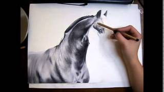 Friesian Horse Drawing  Time lapse [upl. by Paulsen]