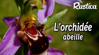 Une pelouse sans entretien  Ophrys abeille une orchidée sauvage [upl. by Alarick]