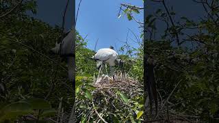 Wood Stork Nesting with Babies in Delray Beach Florida [upl. by Garnette]